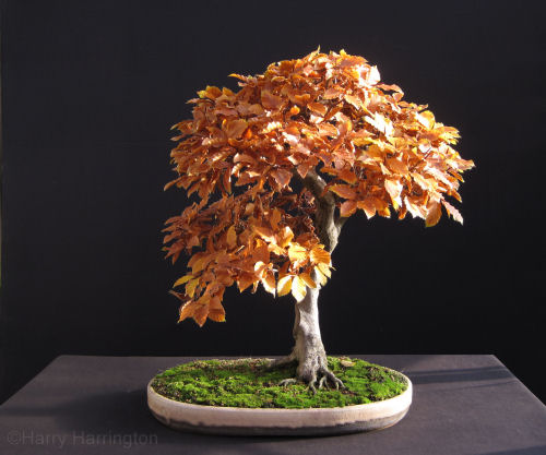 beech bonsai